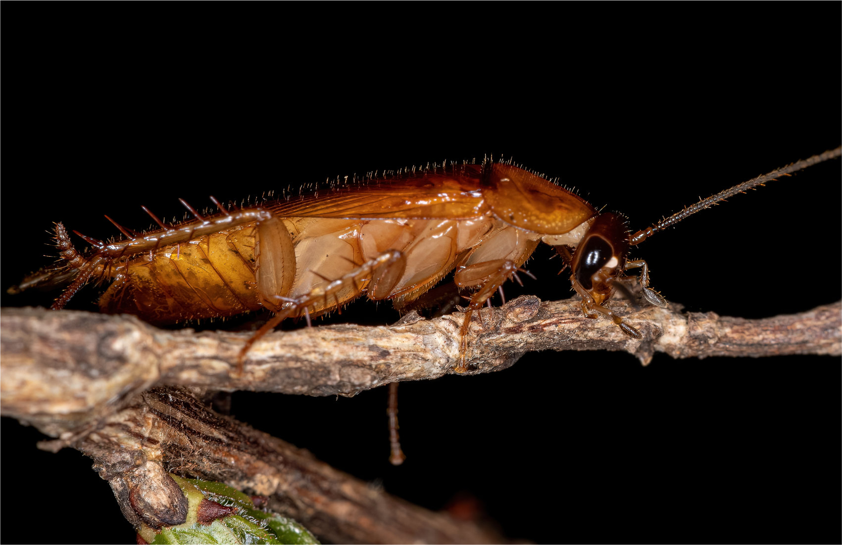 A very close up of a cockroach showing roach hairs