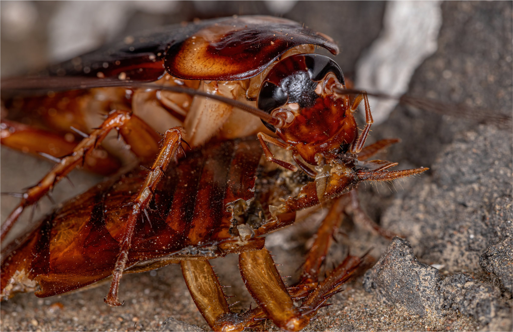 An Image showing a cockroach eating a dead cockroach