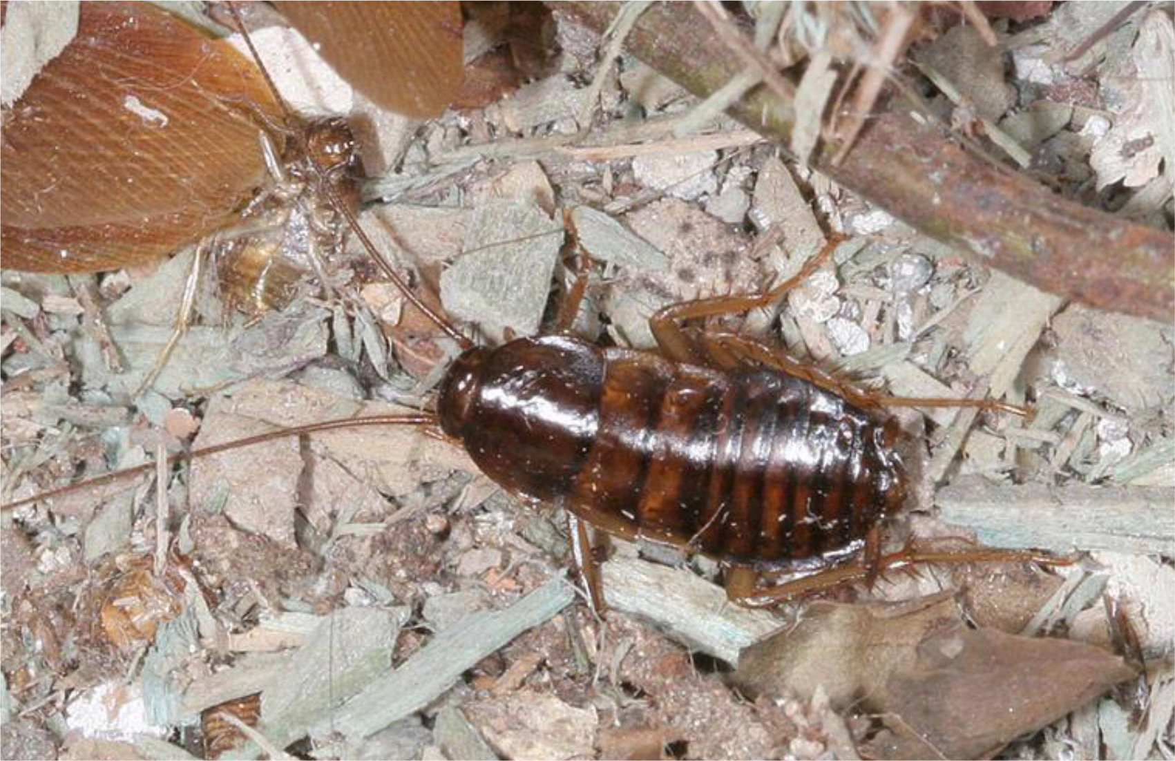 An image of baby American Cockroach