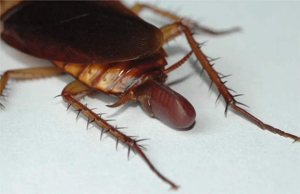 An image of a cockroach egg capsule