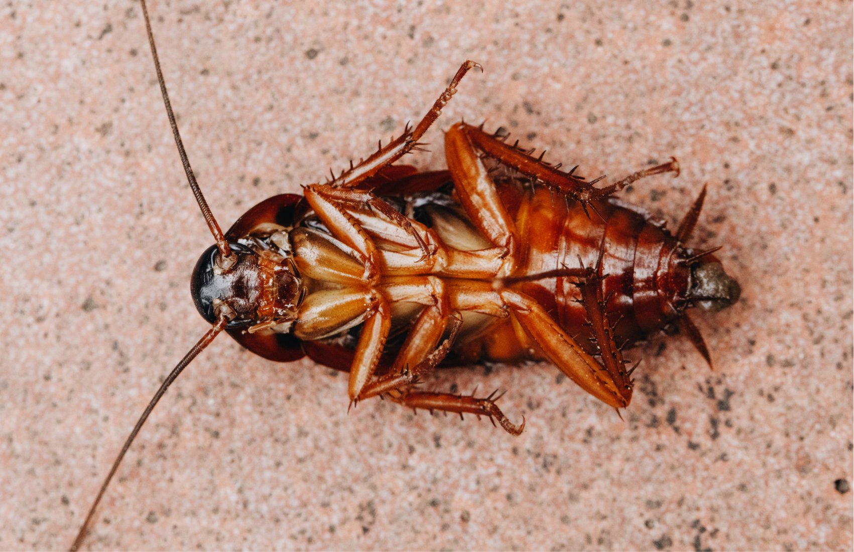 An image of a dead cockroach upside down