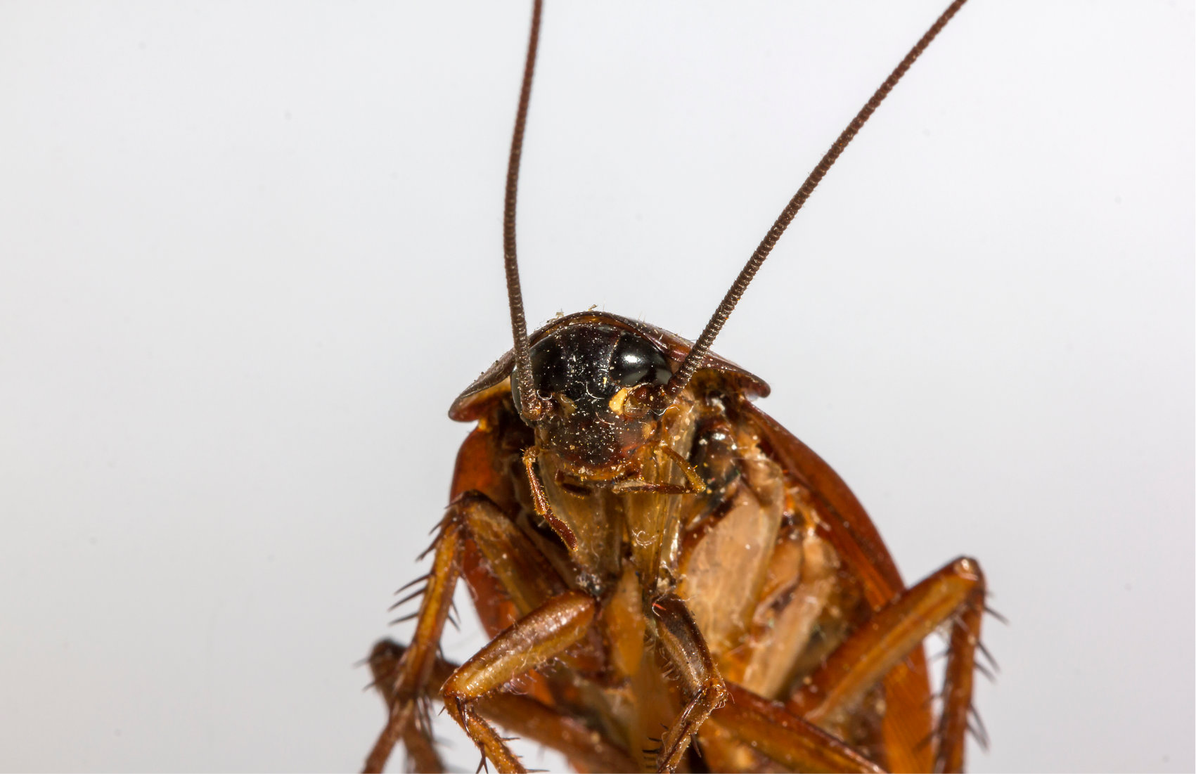 An image of a cockroach head saying Hi