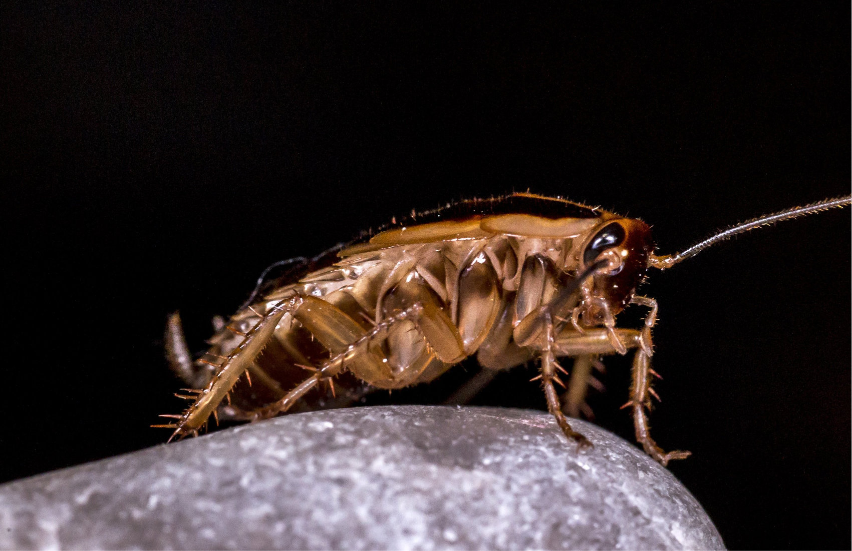 A closeup of german roach showing leg details