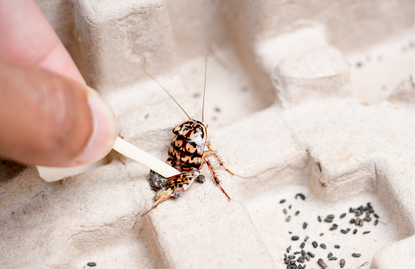 A men smashing a cockroach to death