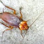 American Cockroach (Should you FEAR?)