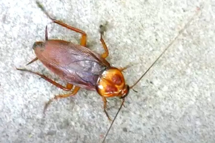 American Cockroach (Should you FEAR?)