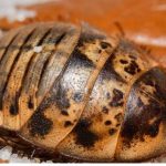 Sand Roach: Identification Guide (Interesting FACTS!)