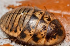 Sand Roach