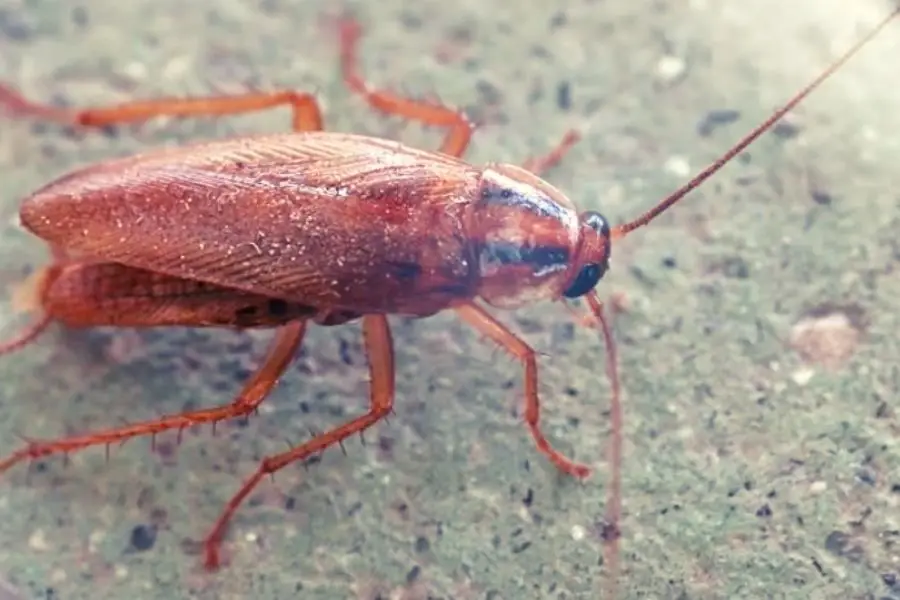 German Cockroach (The Deadliest PEST?)