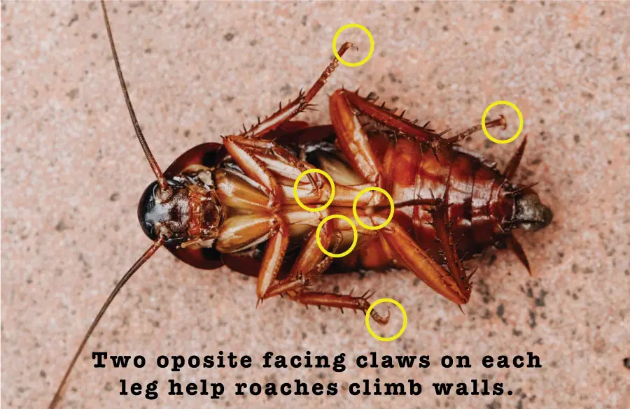 An image showing the claws on a cockroach which help roaches to climb vertical surfaces.