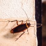Can cockroaches climb on walls?