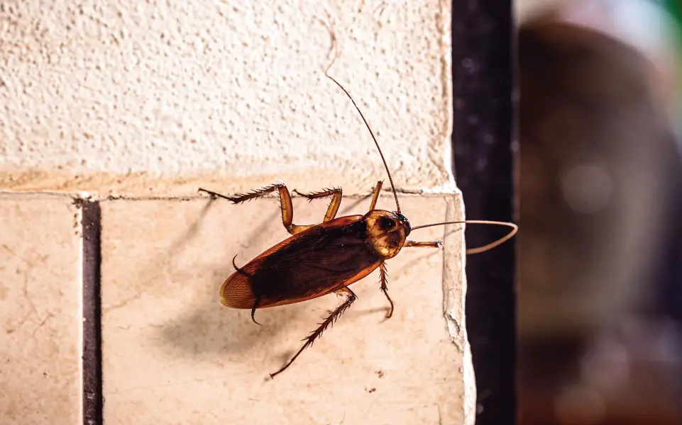 Can cockroaches climb on walls?