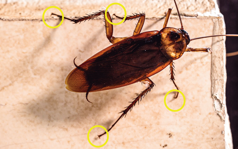 A cockroach on a wall. The special claws on tip of its legs are visible.