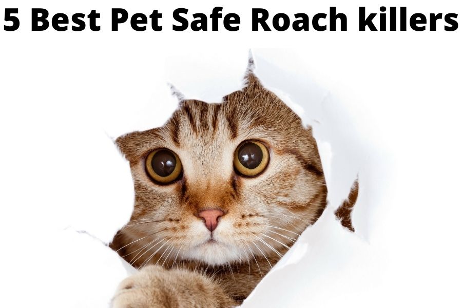 5 Best Pet Safe Roach killers (SAVE Your PET!)