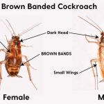Brown Banded Cockroach (PESTS to Avoid?)