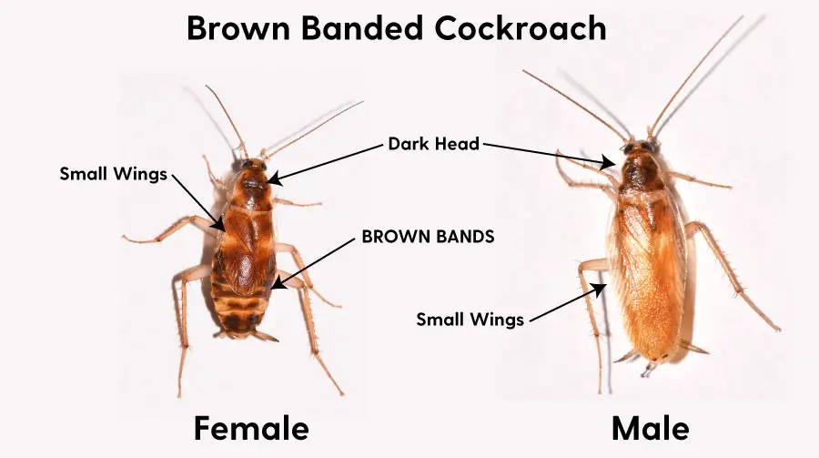 Brown Banded Cockroach (PESTS to Avoid?)