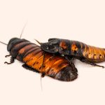 Madagascar Hissing Cockroach (A PET Hissing Roach)