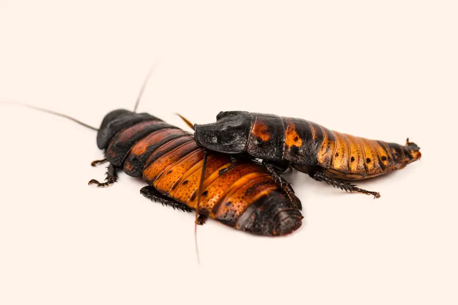 Madagascar Hissing Cockroach Image