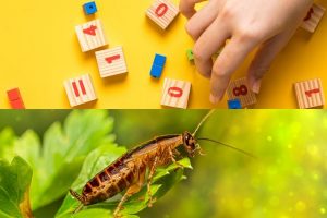 How many cockroaches are in the world?