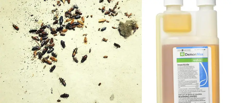 3 Best Poisons for Roaches (Avoid THESE Types!)