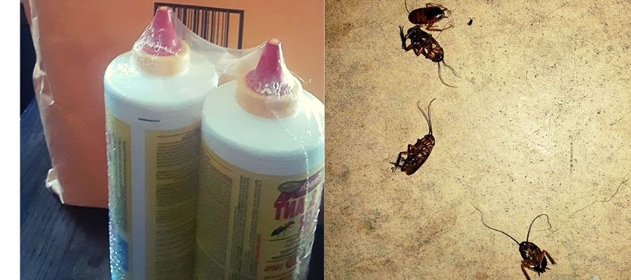 5 Best Roach Killer Powders (Dont be SCAMMED!)