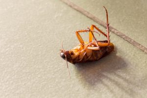 Palmetto Bug