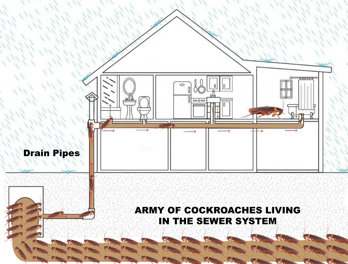 Cockroaches in Drain Pipes and How to Get Rid of them
