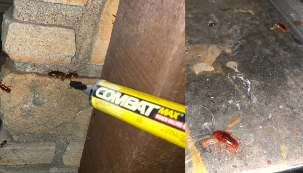 Use a gel bait to lure out a cockroach out of hiding