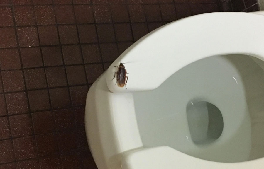 Sudden Appearance of Cockroaches