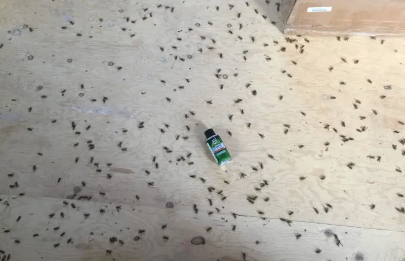 Why Do I See More Roaches After Bombing [Top MISTAKE!] APB