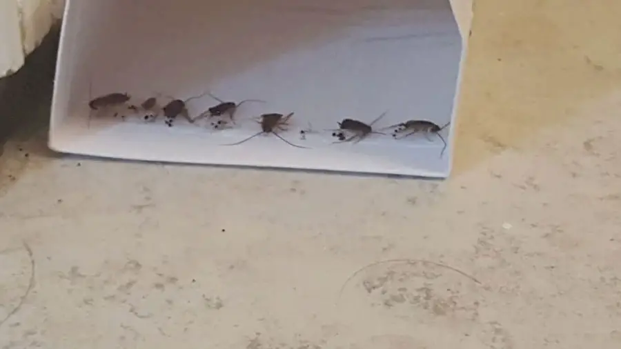 Use a cockroach trap to catch a cockroach hiding