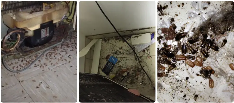 Cockroaches Hide Behind Fridge