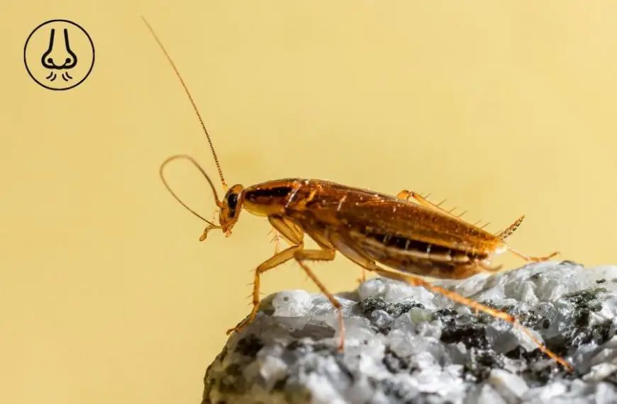 What Smell Do German Roaches Hate? [But, Not FOREVER!]