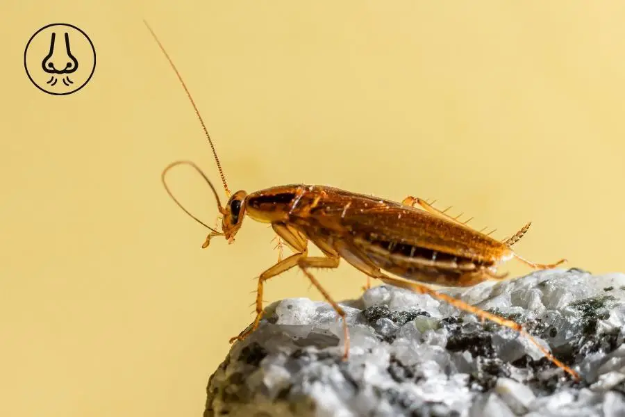 What Smell Do German Roaches Hate? [But, Not FOREVER!] APB