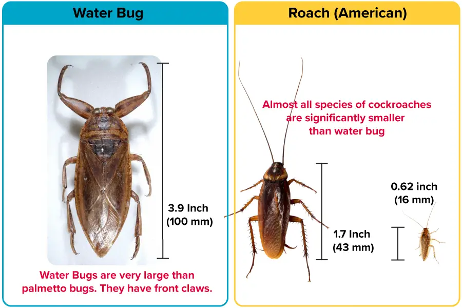 Size Comparison of Water Bug vs Cockroaches German American