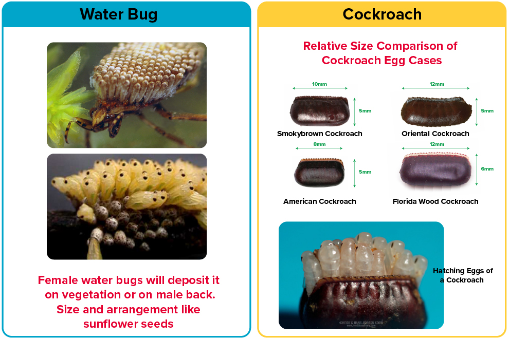Eggs of Water Bugs vs roaches