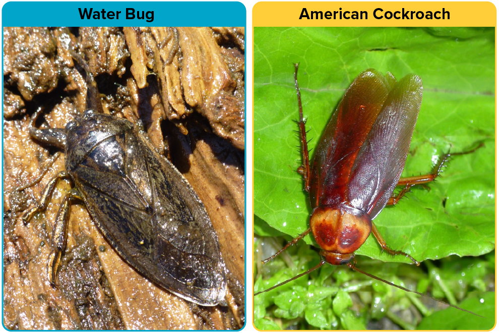 Habitat difference between Water Bug vs Roach