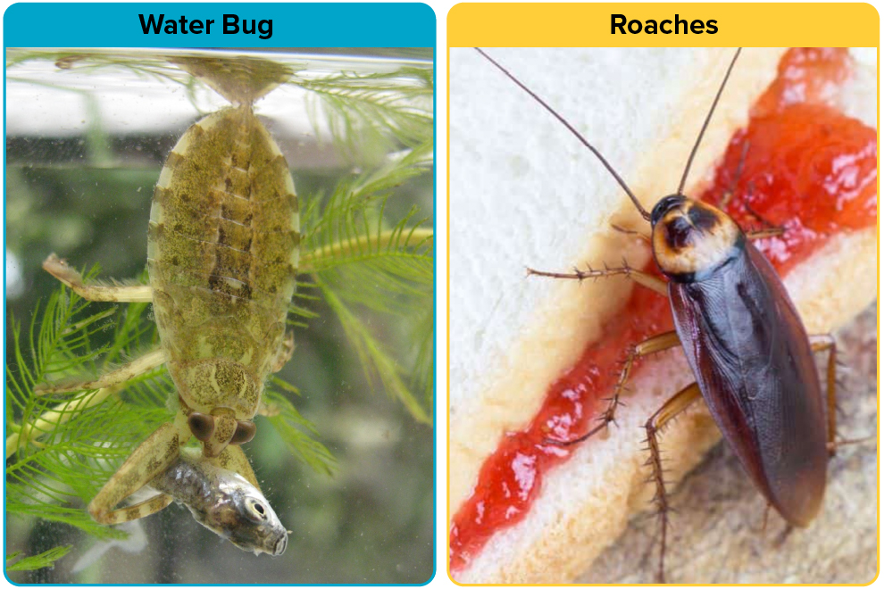 Feeding difference between Water Bug vs roaches