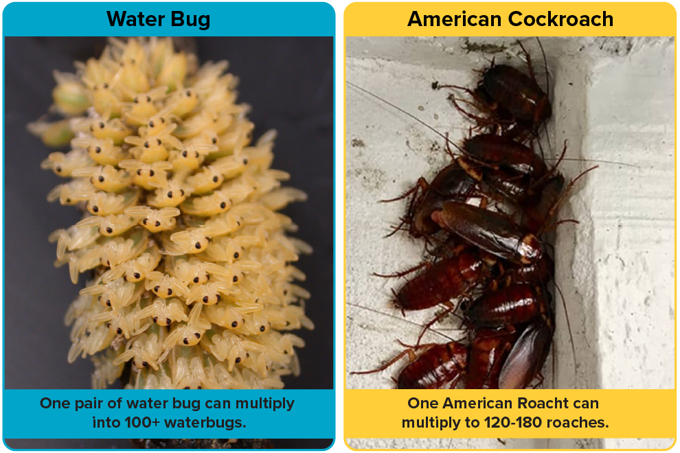 Population growth of Water Bugs vs Roaches