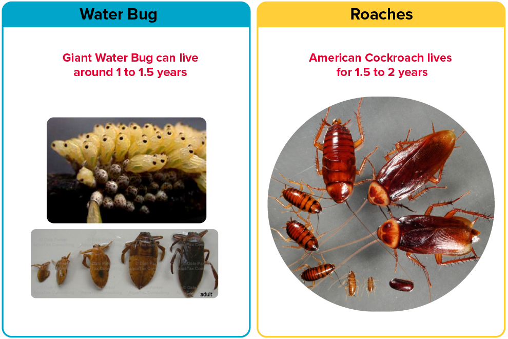 Life Span of Water Bugs vs Roaches
