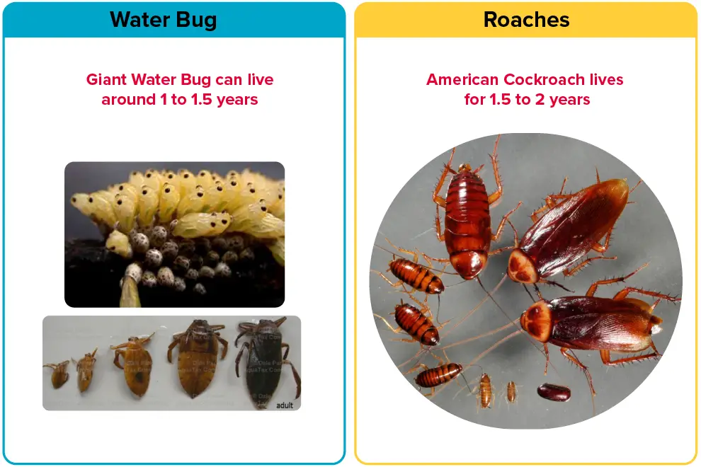 Life Span of Water Bugs vs Roaches