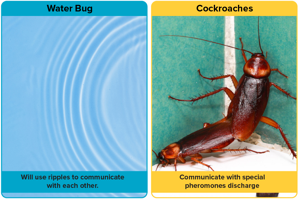 Inter communication of Water Bugs vs