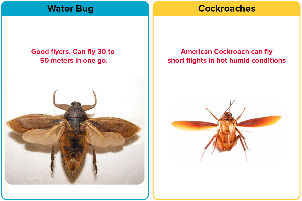 Flying capabilities of Water Bugs vs roaches
