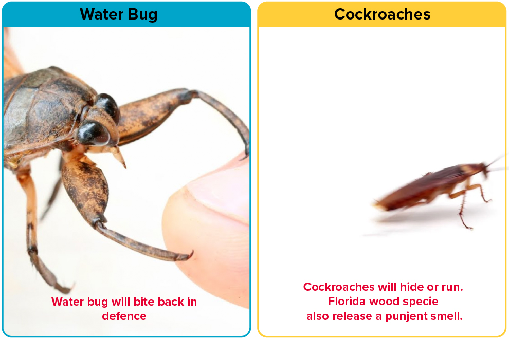 Defence mechanism of Water Bugs vs Roaches