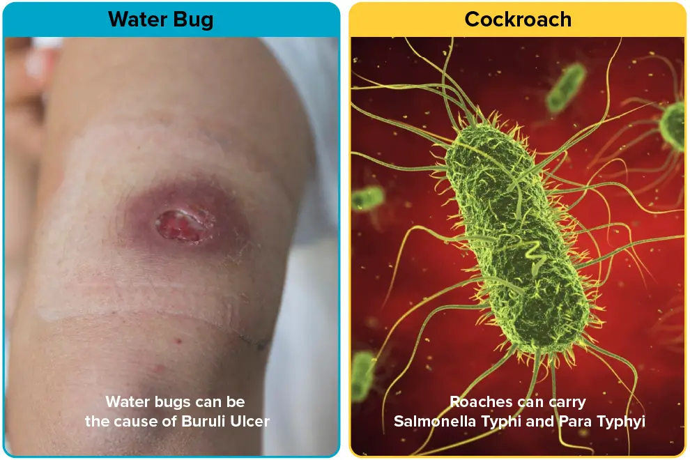 Diseases spread by Water Bugs vs Cockroaches