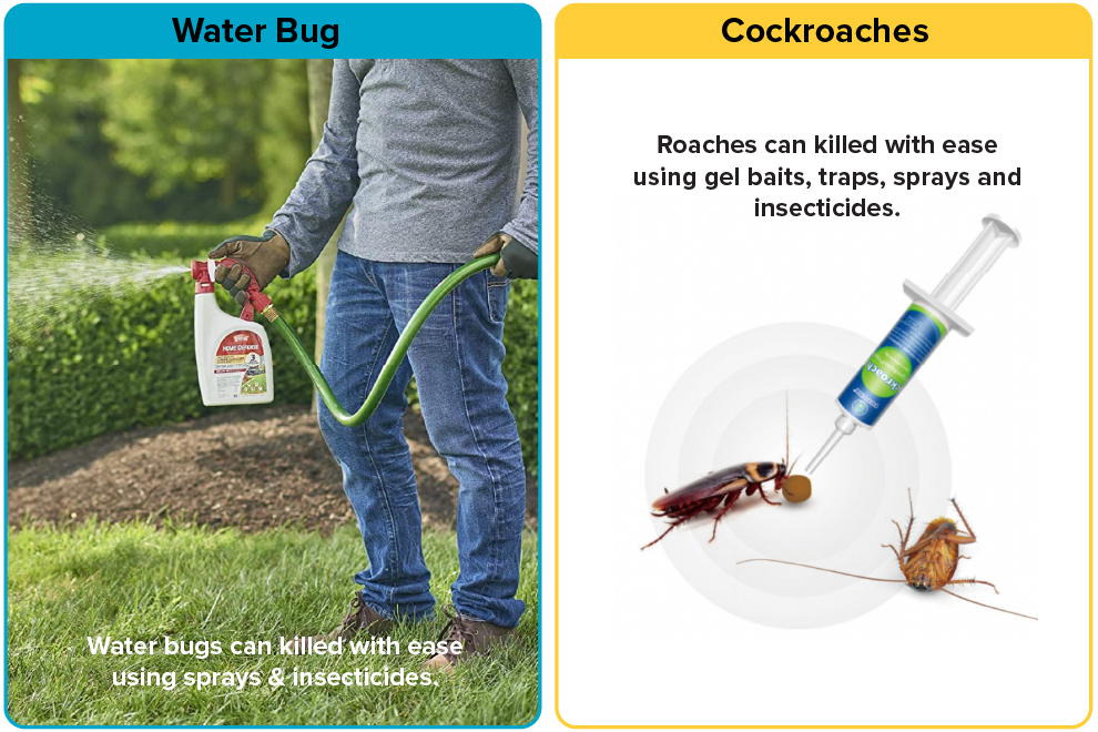 How to kill Water Bugs vs cockroach
