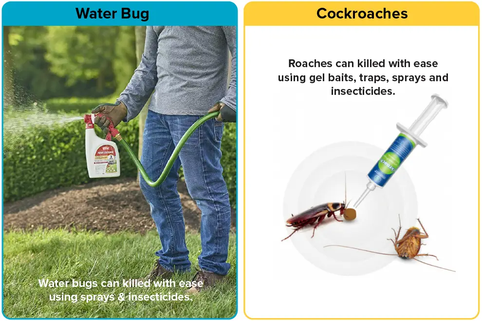 Water Bug vs. Roach [15 Differences] APB