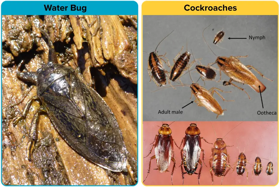 Water Bug vs. cockroaches