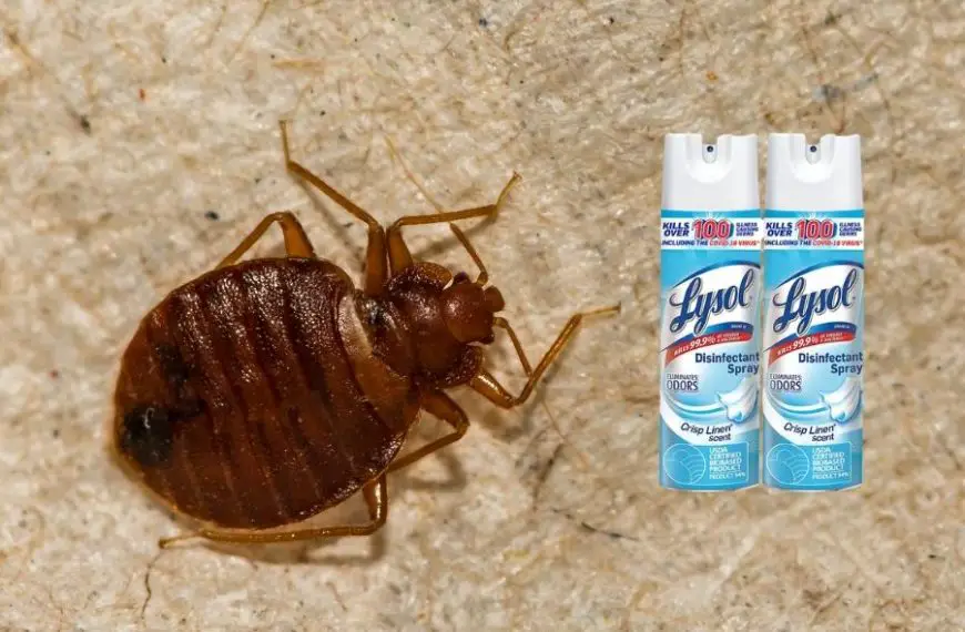 Does Lysol Kill Bed Bugs? [Yes, But…]