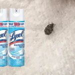 Does Lysol Kill Bugs?